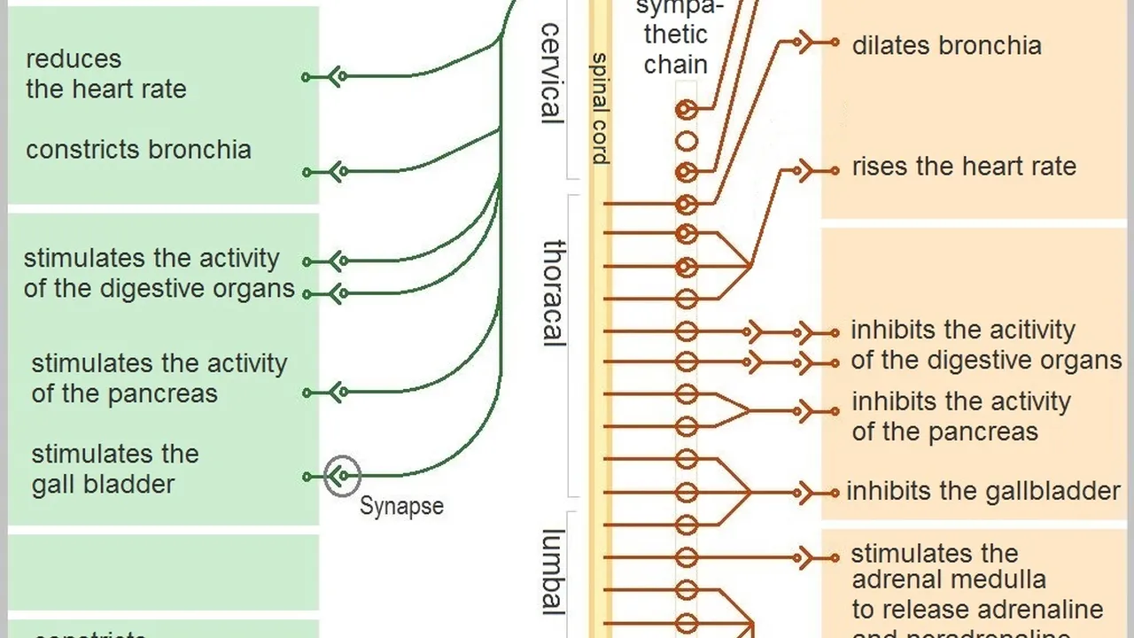 pork chops with cream sauce